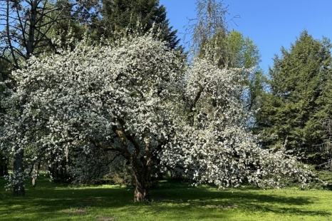 Spalvota arbatėlė Obelynėje